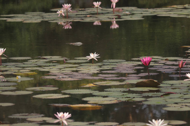 Hint Lotus çiçeklerinin sudaki renklerini karıştır - Fotoğraf, Görsel