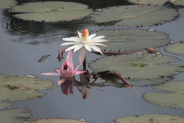 Lovely Lotus Flowers. Beautiful Indian Lotus Flower - Foto, Imagen