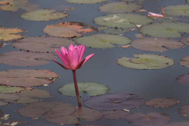 Muhteşem Pembe Lotus çiçeği. Güzel Hint Lotus Çiçeği - Fotoğraf, Görsel