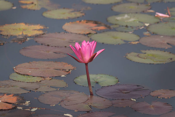 Single Pink lotus. Beautiful Indian Lotus Flower - Foto, afbeelding