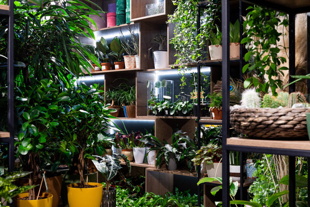 floristería con plantas en maceta en los estantes - Foto, Imagen