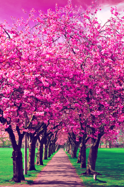Spazierweg umgeben von blühenden Pflaumenbäumen - Foto, Bild