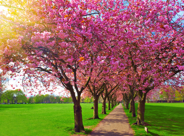 Прогулочная дорожка окружена цветущими сливами
 - Фото, изображение