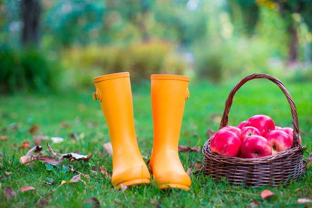 Nahaufnahme von gelben Gummistiefeln und Korb mit roten Äpfeln im Garten - Foto, Bild