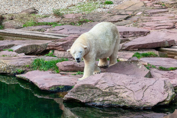 Полярний білий ведмідь на прибережних скелях. тварин заповідника дикої
  - Фото, зображення