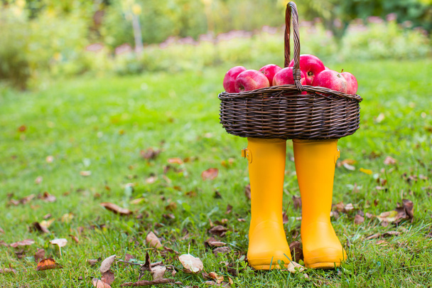 Cesta de palha com maçãs vermelhas em botas de borracha amarela na grama
 - Foto, Imagem