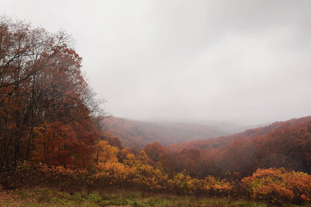 beautiful autumn landscape with trees and leaves - Valokuva, kuva