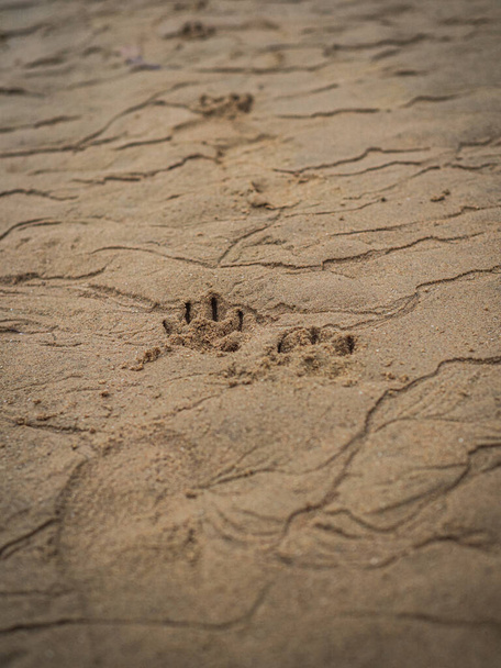 sand on the beach - Φωτογραφία, εικόνα