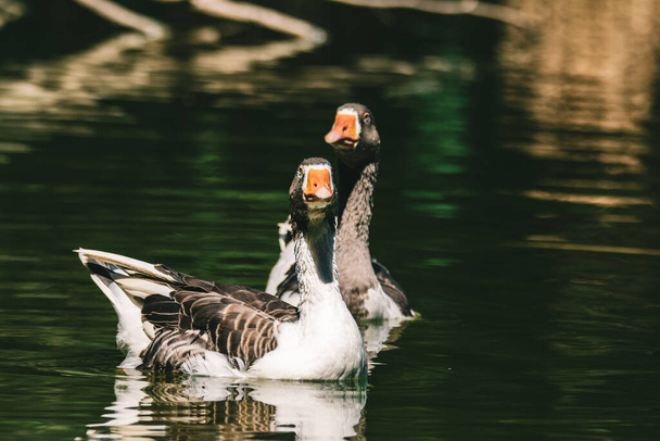 Los dos gansos graylag (Anser anser) flotando en el lago - Foto, imagen