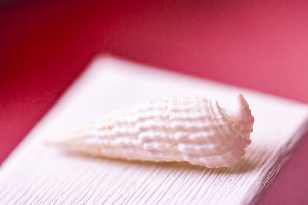abstract view seashells on the pink background - Фото, изображение