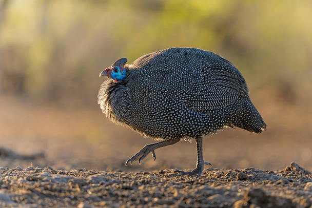 Helmeted Guineafowl (Numida meleagris) coming to a waterhole for water and food in Mashatu game reserve in the Tuli Block in Botswana                              - Photo, Image