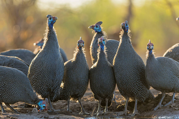 Helmeted Guineafowl (Numida meleagris) coming to a waterhole for water and food in Mashatu game reserve in the Tuli Block in Botswana                              - Foto, immagini