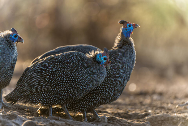 Helmeted Guineafowl (Numida meleagris) coming to a waterhole for water and food in Mashatu game reserve in the Tuli Block in Botswana                              - Фото, зображення