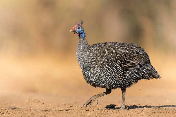 Helmeted Guineafowl (Numida meleagris) coming to a waterhole for water and food in Mashatu game reserve in the Tuli Block in Botswana                              - Фото, изображение