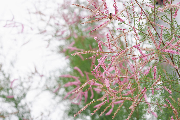 Tamarix or tamarisk or Salt cedar. Green plant with pink flowers. - Photo, Image