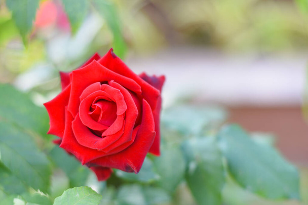 red rose in the garden - Фото, зображення