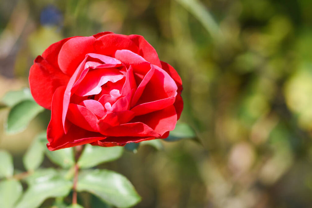 rosa roja en el jardín - Foto, imagen