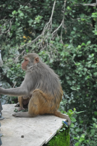 Una mono hembra con su bebé sentado afuera en el parque - Foto, imagen