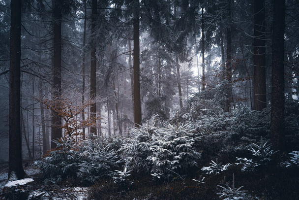 Forest in Bayern in Winter   - Fotografie, Obrázek