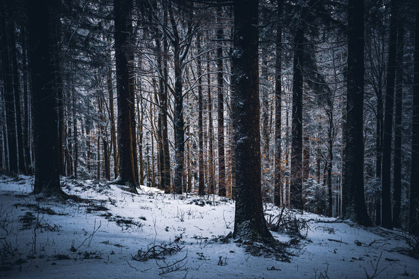 Wald in Bayern im Winter mit blauem Nebel am Abend mit Nebel und Schnee. - Φωτογραφία, εικόνα