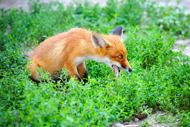 Red fox cub met een buit - Foto, afbeelding