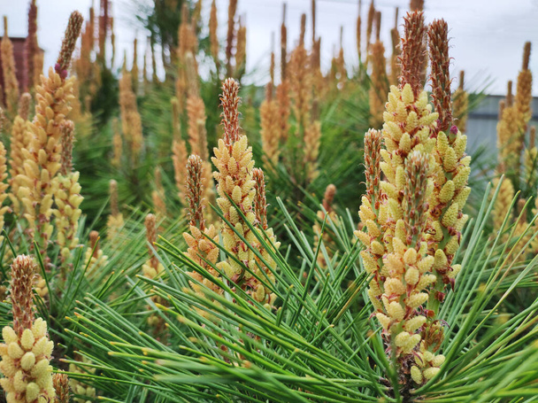Young Pine buds in spring. Pinus mugo, dwarf mountain pine, mugo pine - Photo, Image