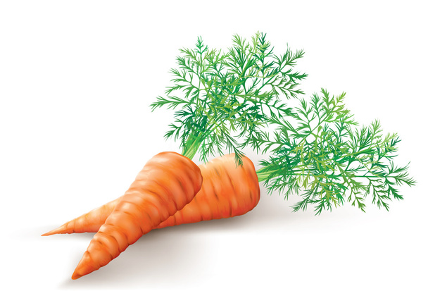 Porkkanan mukulat
 - Vektori, kuva