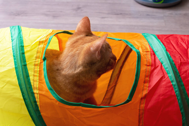 Ginger kitten playing with a toy tunnel close up - 写真・画像