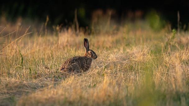 European Brown Hare (Lepus Europaeus) resting in a meadow. The hare is basking in the sun. Hare in summer farmland setting - Foto, imagen