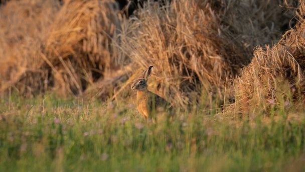 Evropský hnědý zajíc (Lepus Europaeus) odpočívající na louce. Zajíc se topí na slunci. Zajíc v létě obdělávání půdy - Fotografie, Obrázek