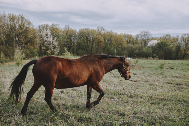 nature fields horses mammal animals landscape ranch - Fotografie, Obrázek