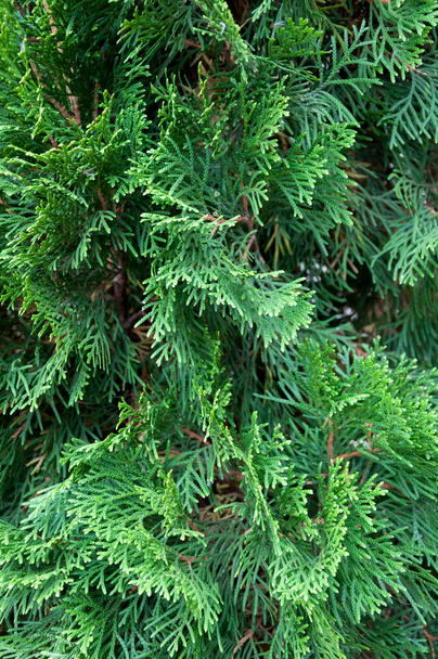 Thuja plant.Thuja occidentalis.Bush in the park. - Фото, изображение