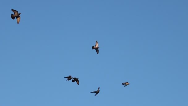 flock of slow motion pigeons flying across the blue sky - Felvétel, videó