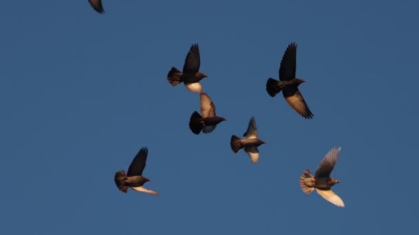 troupeau de pigeons au ralenti volant au coucher du soleil - Séquence, vidéo