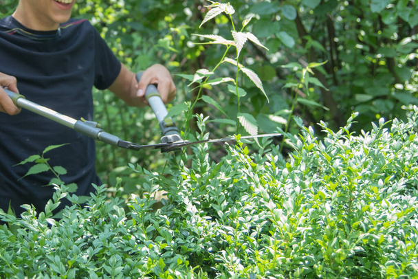 Scissors for cutting bushes over a boxwood bush. Trimming bushes in the garden. Variative focus - Photo, Image