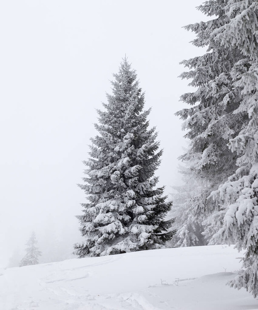 Frozen snow-covered fir in forest after snowfall and gray sky in fog at winter day. Carpathian Mountains, Ukraine. - Foto, Imagen