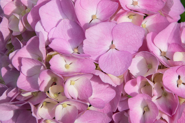 Schöne zarte rosa-lila blühende Hortensien. Frühlingsblumen im Garten - Foto, Bild