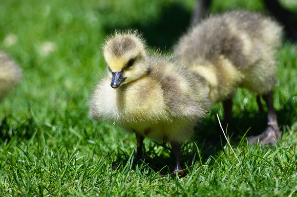 Pasgeboren ganzen verkennen de fascinerende nieuwe wereld - Foto, afbeelding