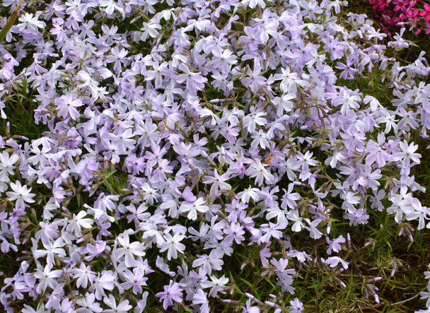 Im Frühling blüht Phlox subulata im Beet - Foto, Bild