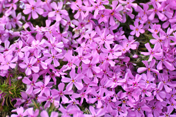 Im Frühling blüht Phlox subulata im Beet - Foto, Bild