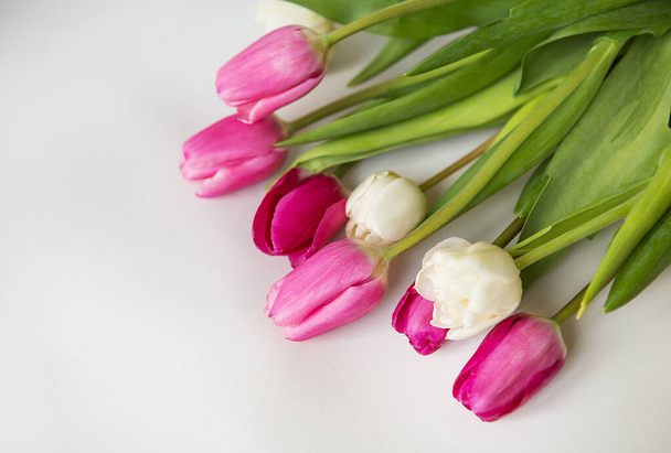 Piękny wiosenny bukiet z różowymi i białymi tulipanami na białym tle. Wiosna, 8 marca, urodziny. Pocztówka, miejsce na napis - Zdjęcie, obraz