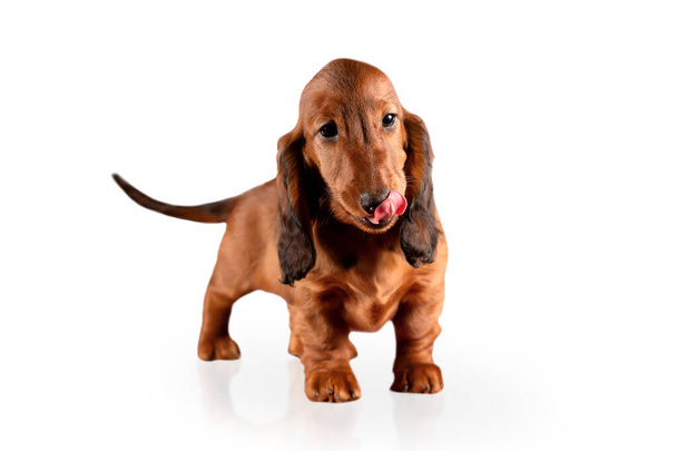 Licking red long-haired dachshund puppy isolated on white background - Fotó, kép