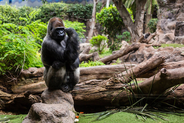 Silberrücken-Gorilla sieht vor natürlichem Hintergrund wachsam und bedrohlich aus - Foto, Bild