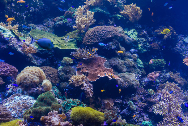tengeri akvárium, korall akvárium, hal - Fotó, kép
