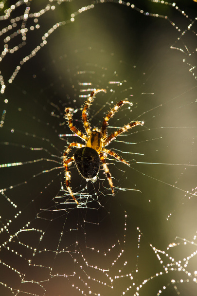 pająk w sieci - Zdjęcie, obraz