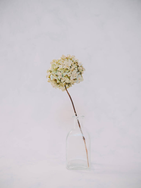 Dried white hydrangea flowers on table - Zdjęcie, obraz