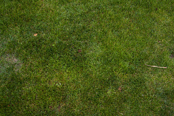 posekaná tráva - Fotografie, Obrázek