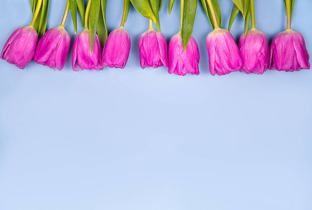 Pink tulips flowers on a blue background. Concept - congratulations on international womens day, birthday, happy moms day, pleasant surprise, spring, spring flowers. - Fotoğraf, Görsel