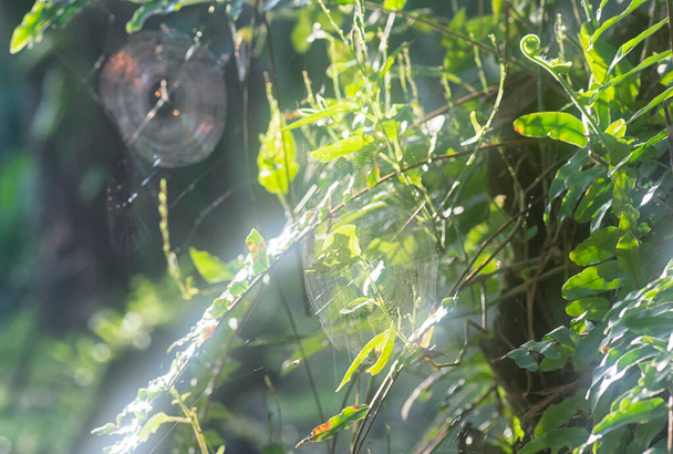 Çayırdaki örümcek ağı manzarası - Fotoğraf, Görsel