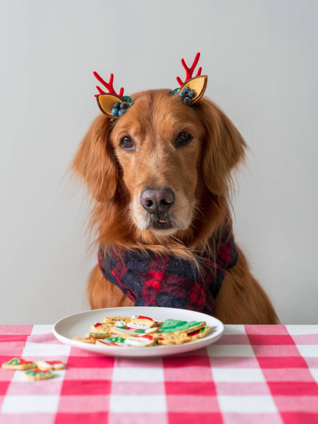 Golden Retriever and cookies on the table - Photo, Image